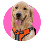 Wholesale Dog Harness